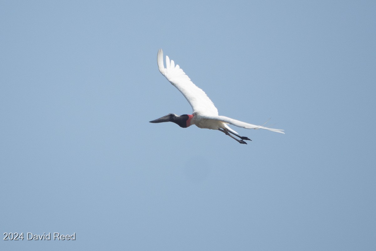 Jabiru d'Amérique - ML620639973