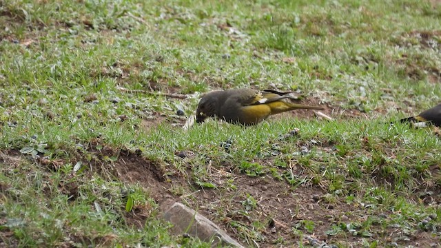 White-winged Grosbeak - ML620639976