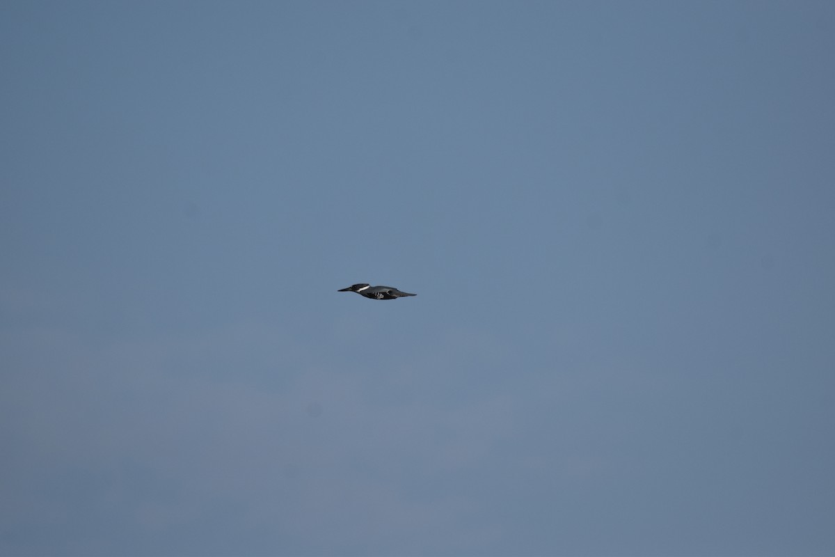 Belted Kingfisher - ML620639984