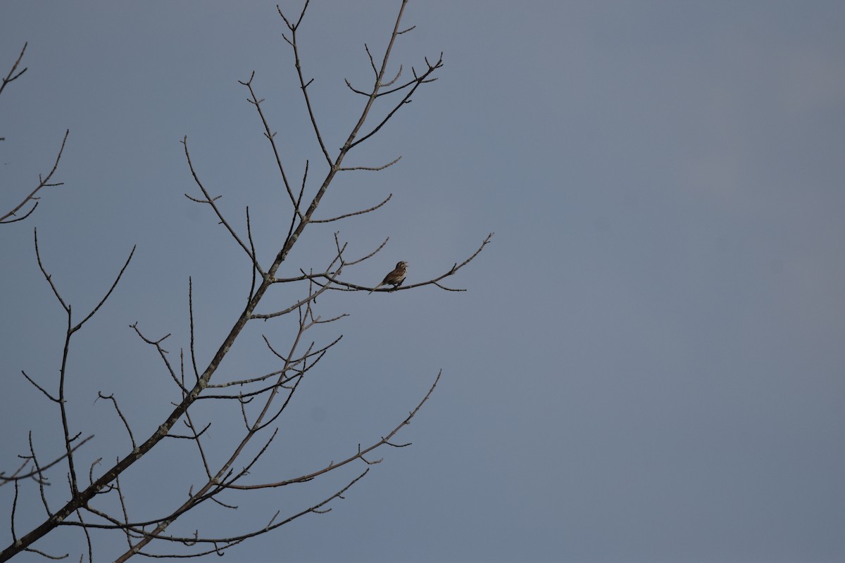 Song Sparrow - ML620639987