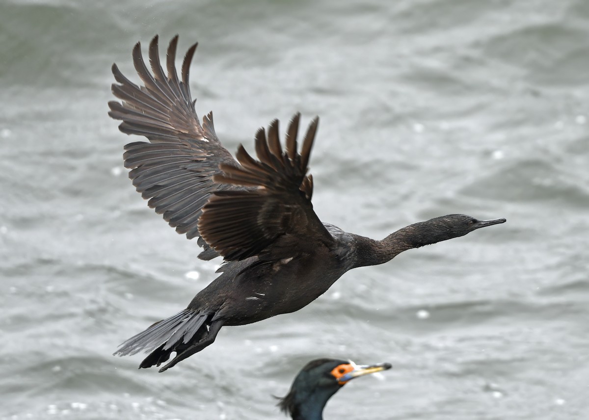 Pelagic Cormorant - ML620639988