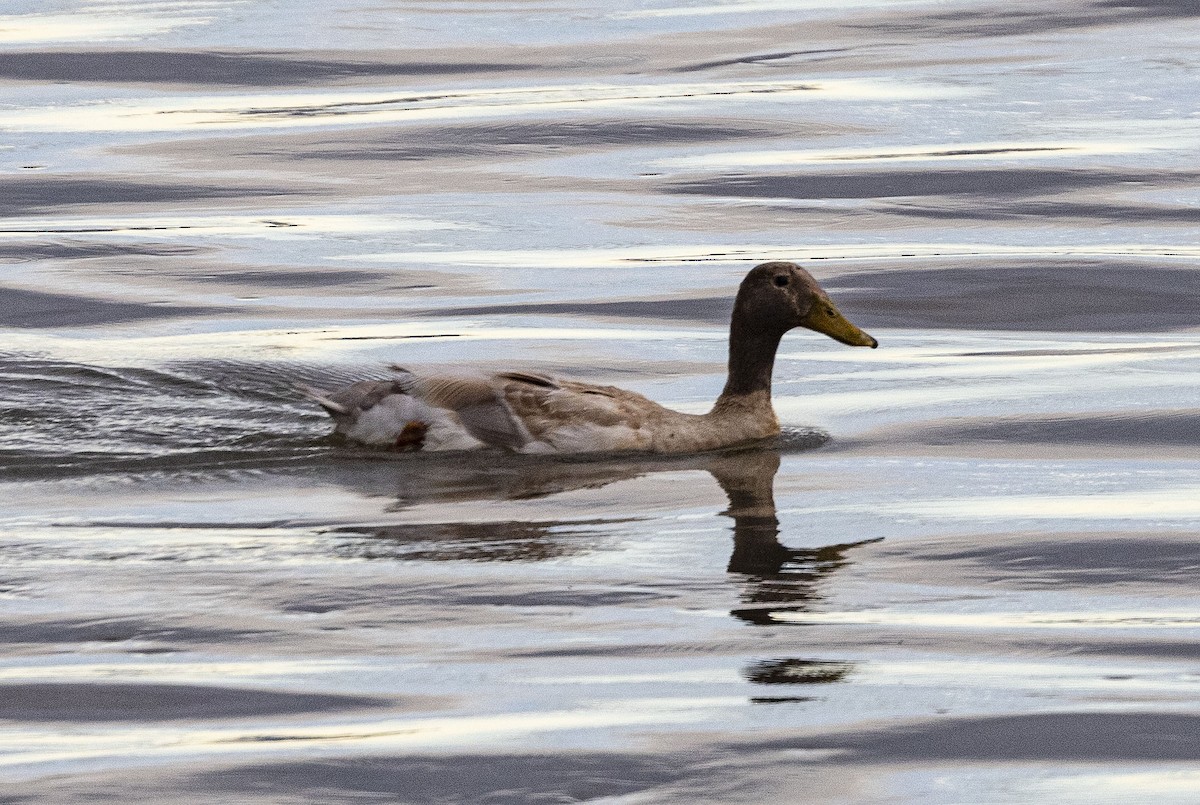 Northern Shoveler - ML620639992