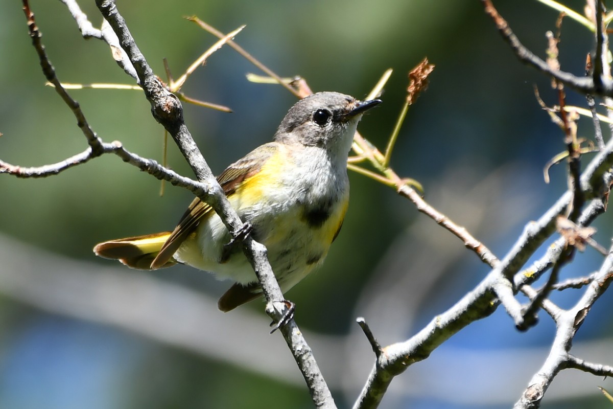 American Redstart - ML620639993