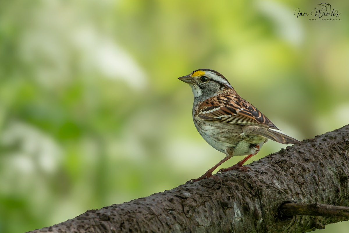 White-throated Sparrow - ML620639994