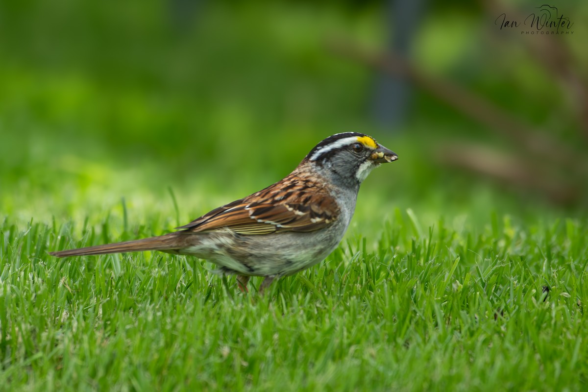 White-throated Sparrow - ML620639995