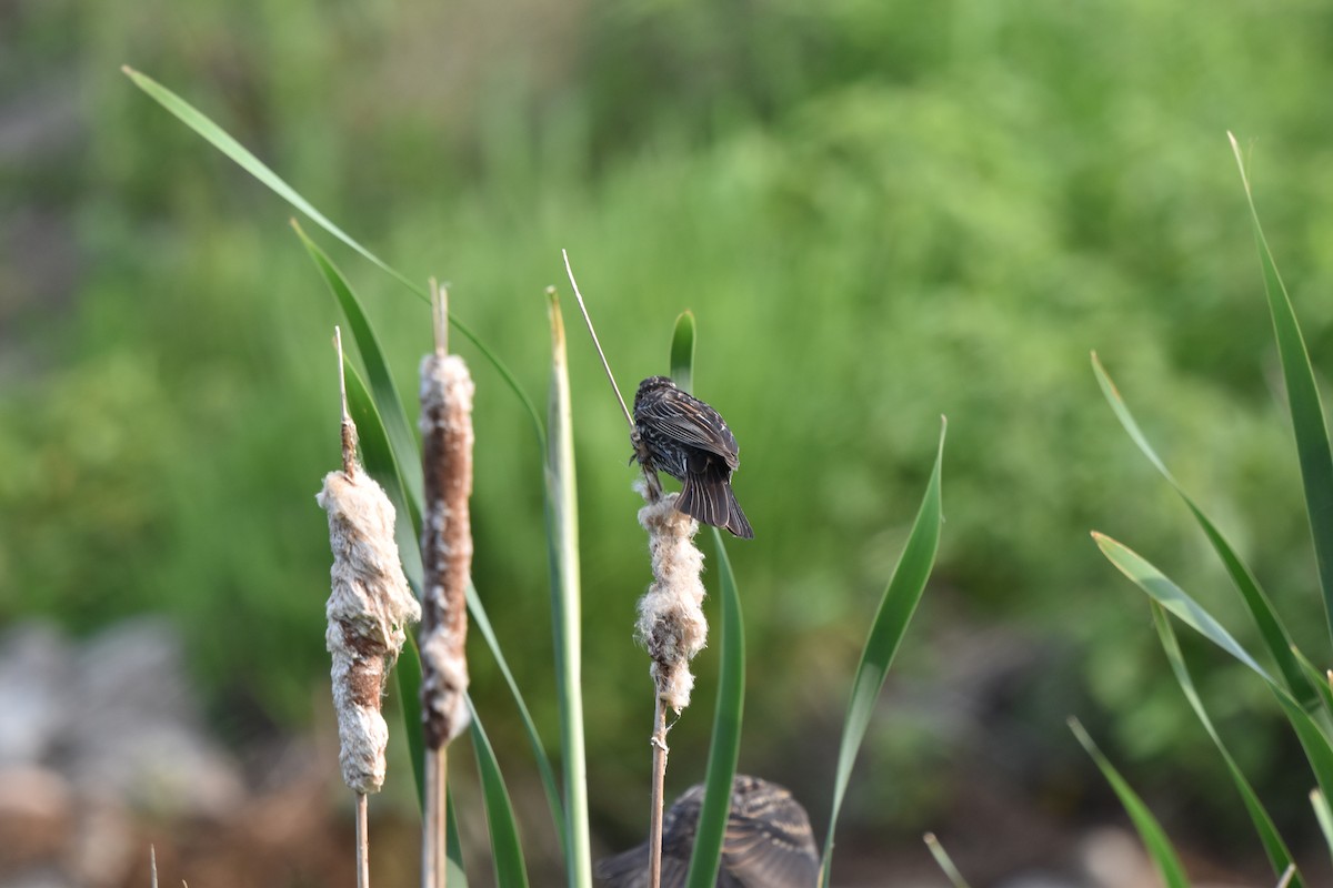 Red-winged Blackbird - ML620639997