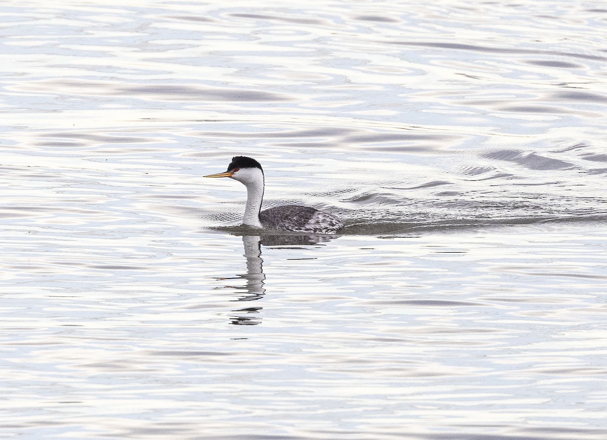 Clark's Grebe - ML620639998