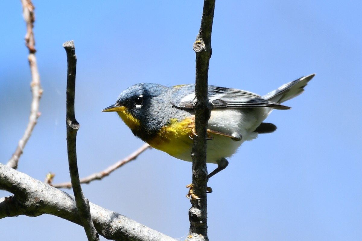 Northern Parula - ML620640000