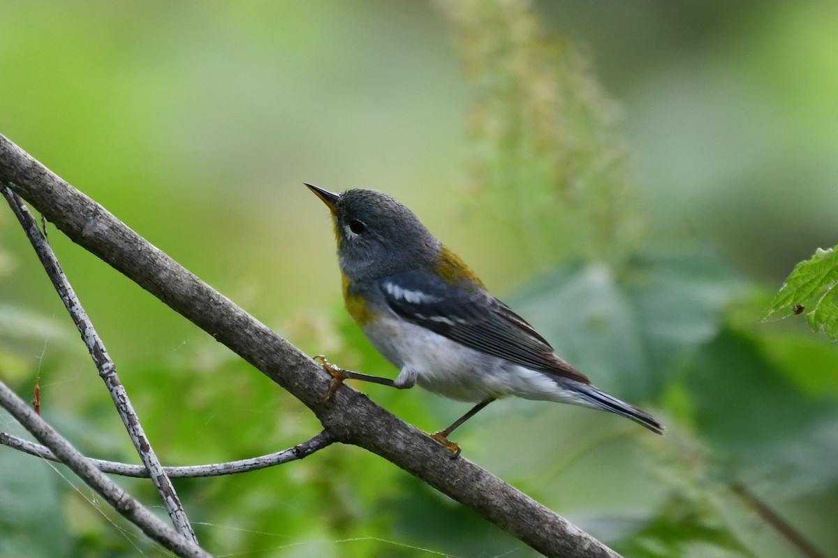 Northern Parula - Jean Aubé