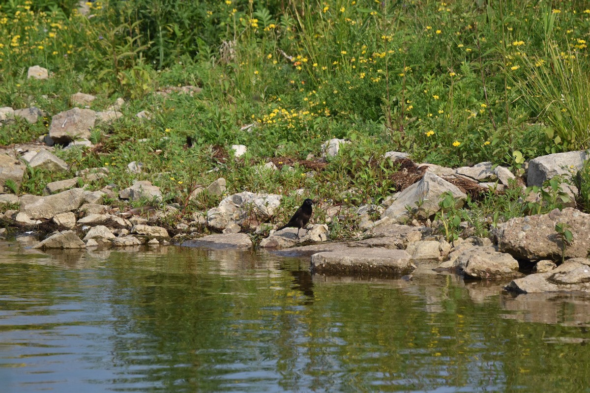 Common Grackle - ML620640002