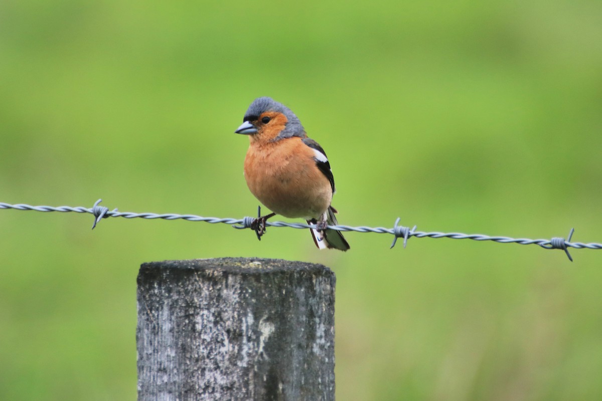 Common Chaffinch - ML620640004