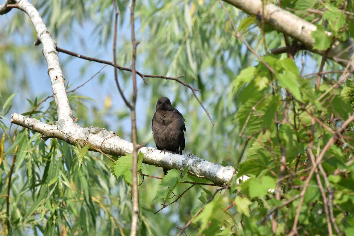 Common Grackle - ML620640007