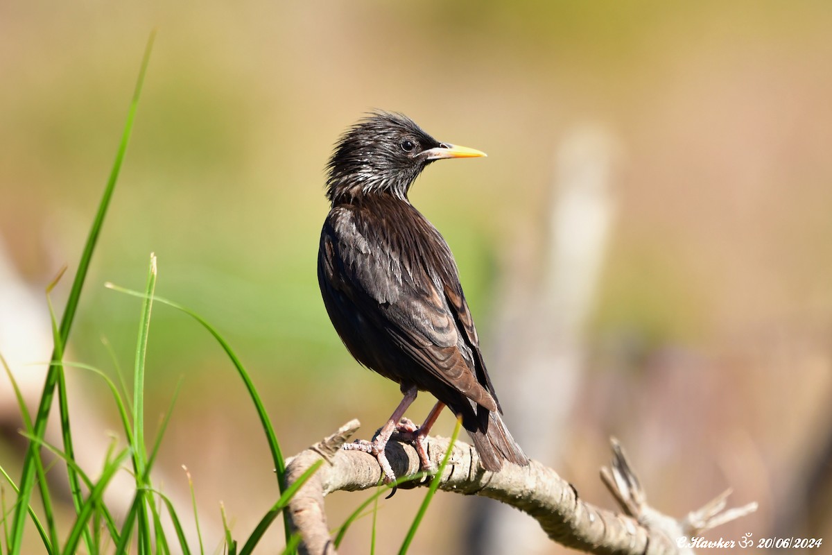 Spotless Starling - Carl  Hawker