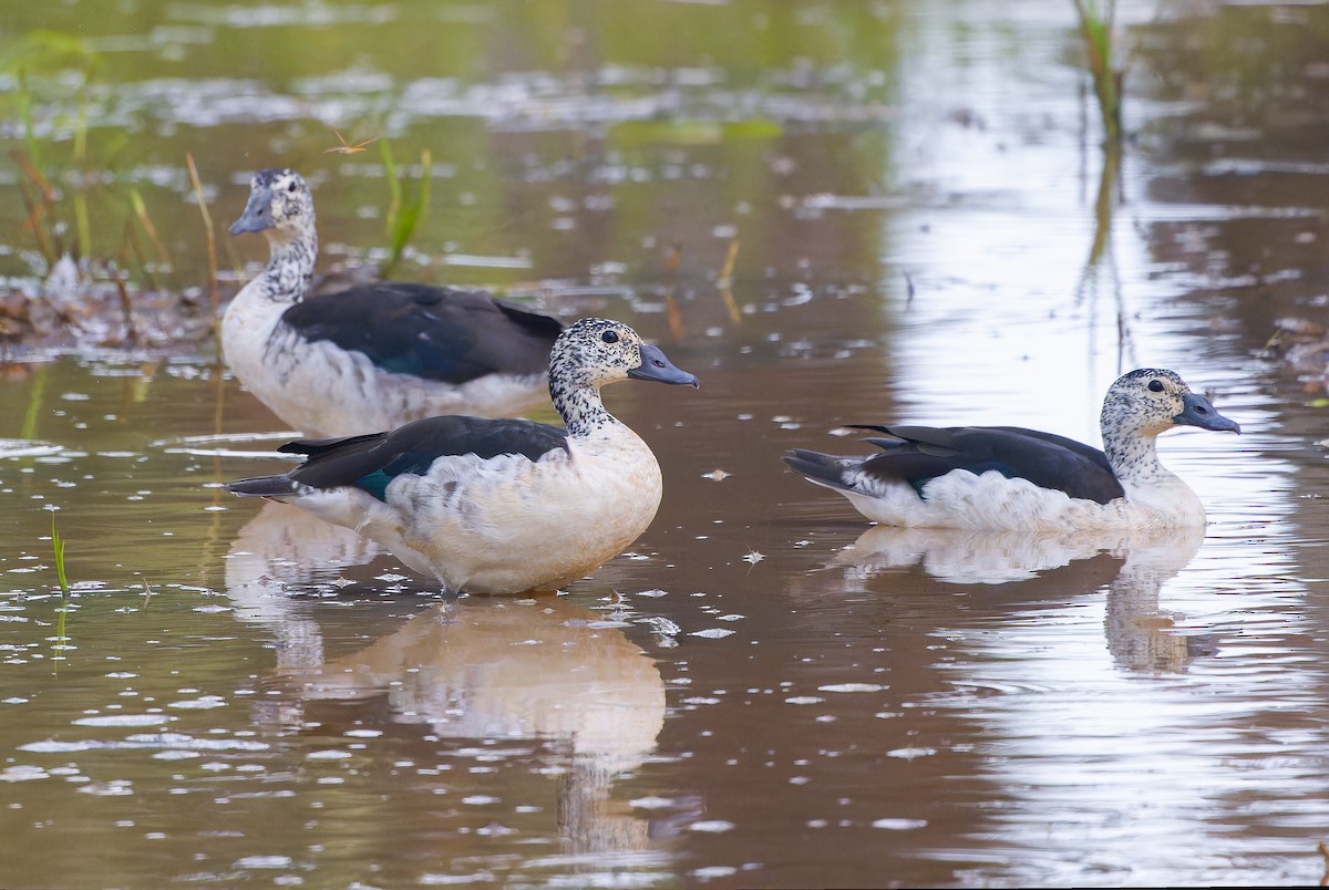 Knob-billed Duck - ML620640013