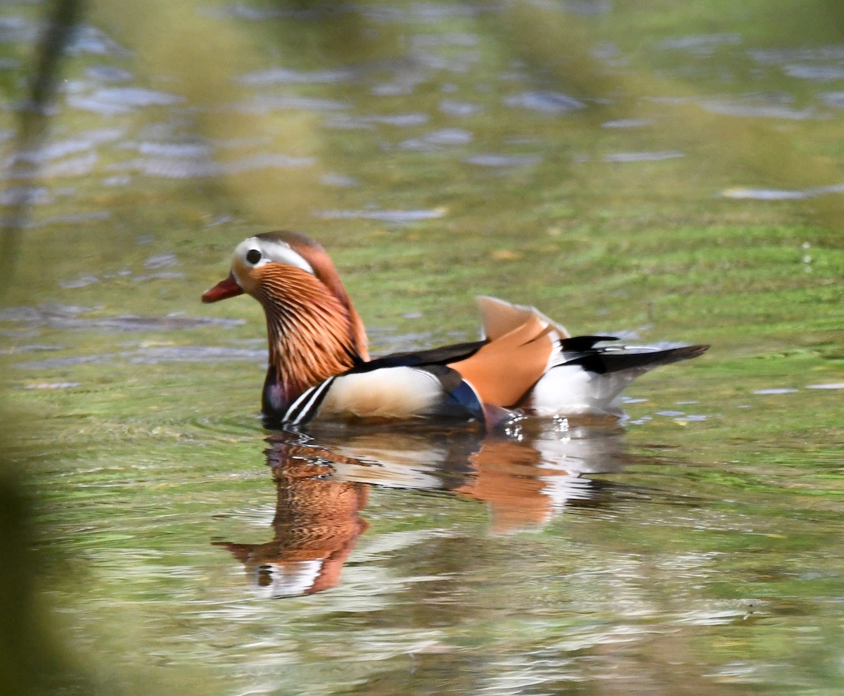 Mandarin Duck - ML620640014