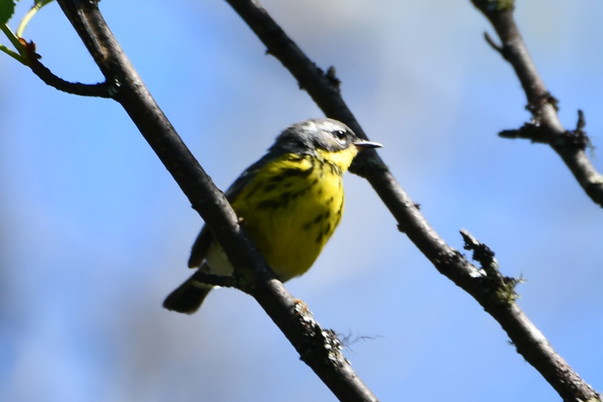 Magnolia Warbler - ML620640015