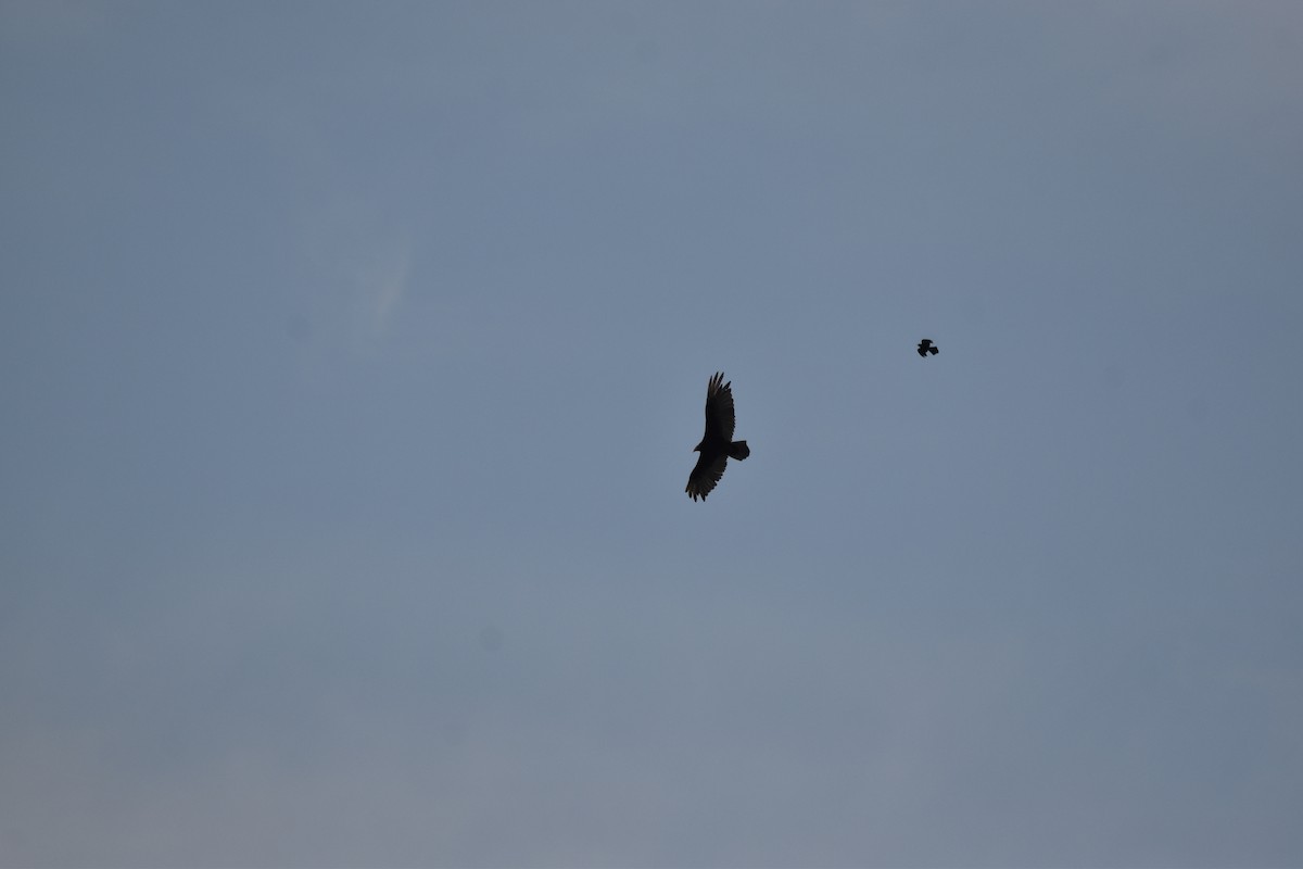 Turkey Vulture - ML620640016