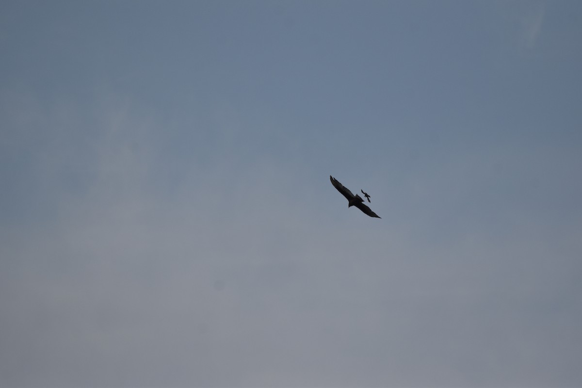 Turkey Vulture - ML620640017