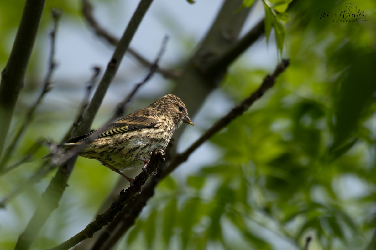 Pine Siskin - ML620640018