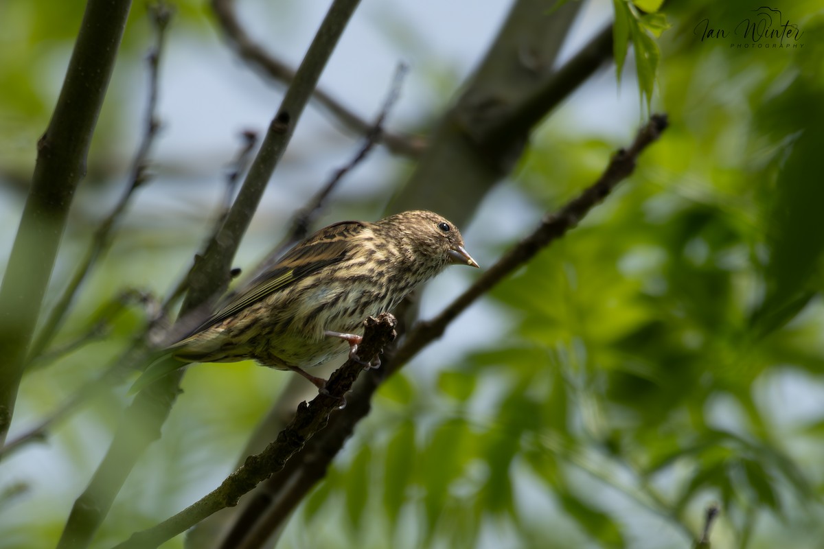 Pine Siskin - ML620640019