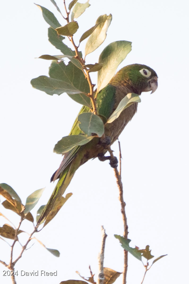 Olive-throated Parakeet - ML620640022