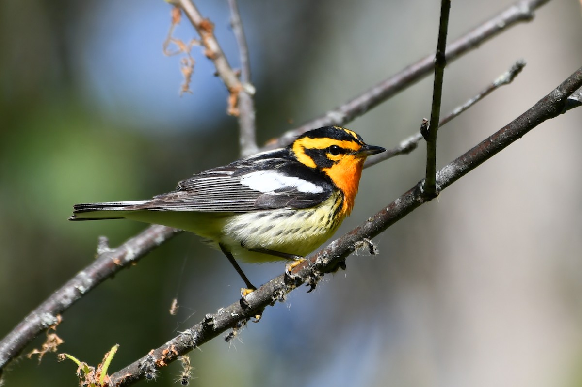 Blackburnian Warbler - ML620640028