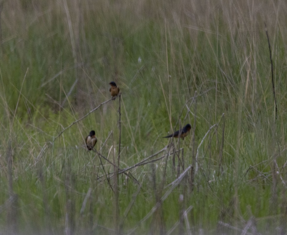 Barn Swallow - ML620640029