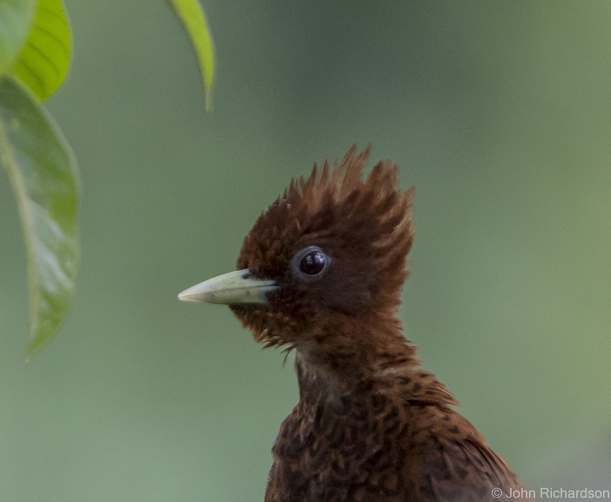 Waved Woodpecker - ML620640030