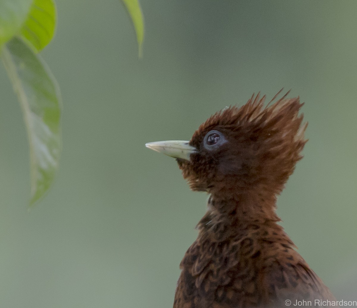 Waved Woodpecker - ML620640031