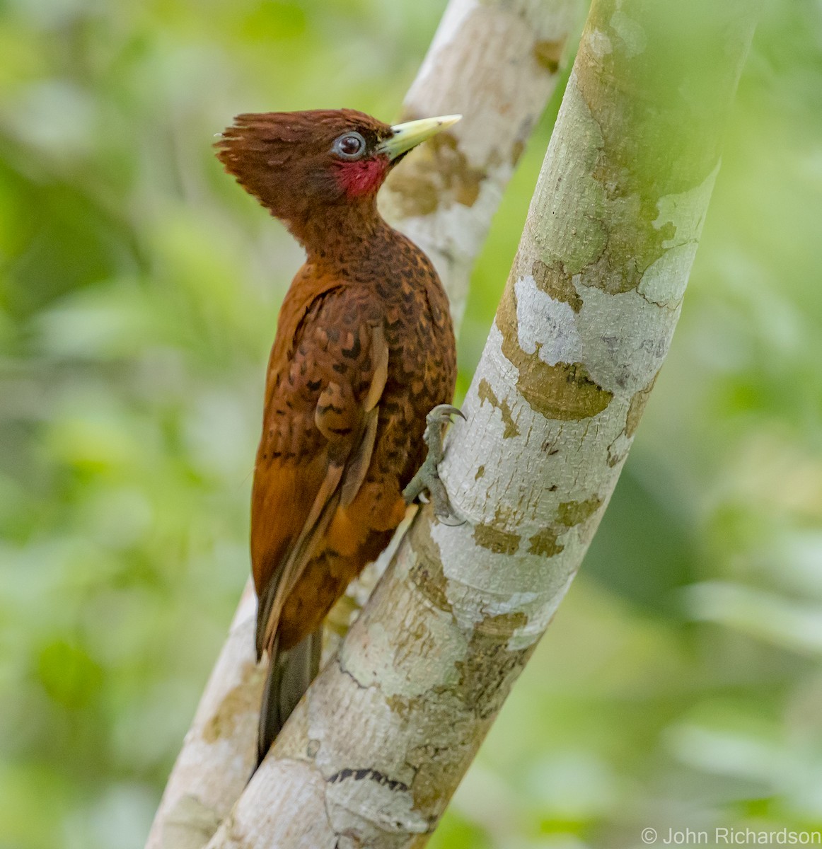 Waved Woodpecker - ML620640033