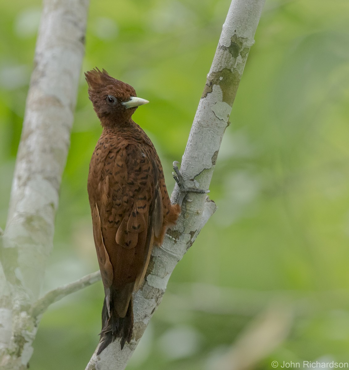 Waved Woodpecker - ML620640034