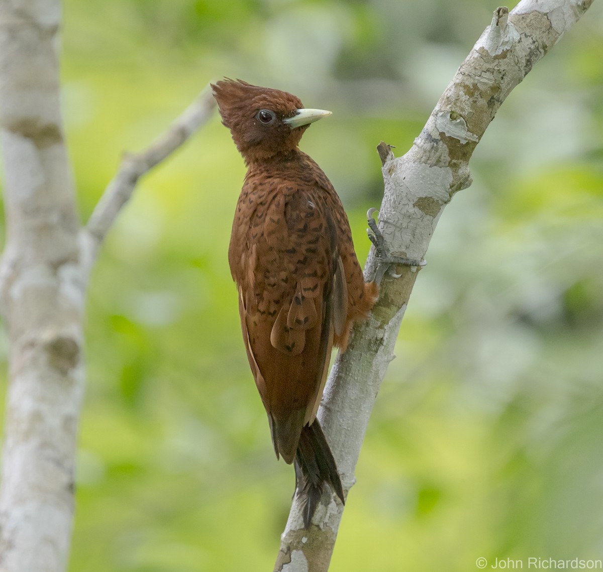 Waved Woodpecker - ML620640037