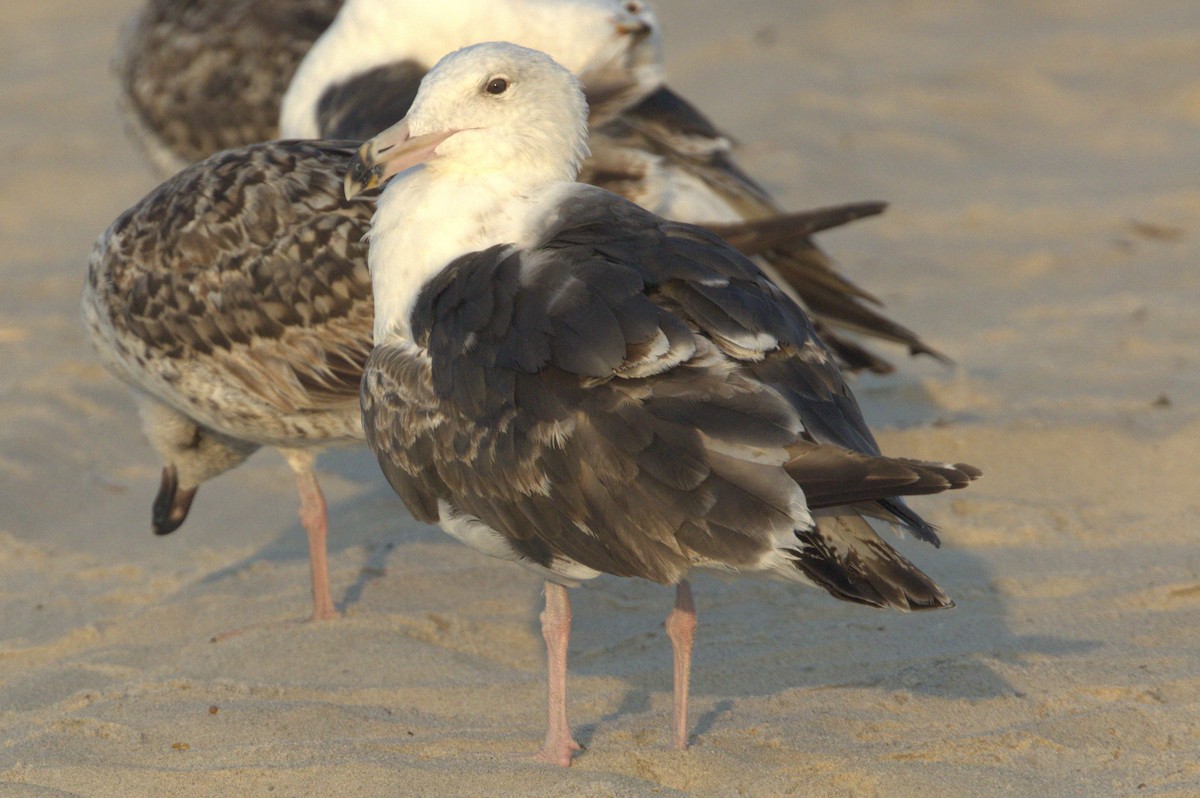 Great Black-backed Gull - ML620640039