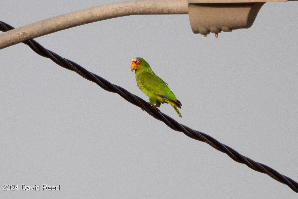 White-fronted Parrot - ML620640042