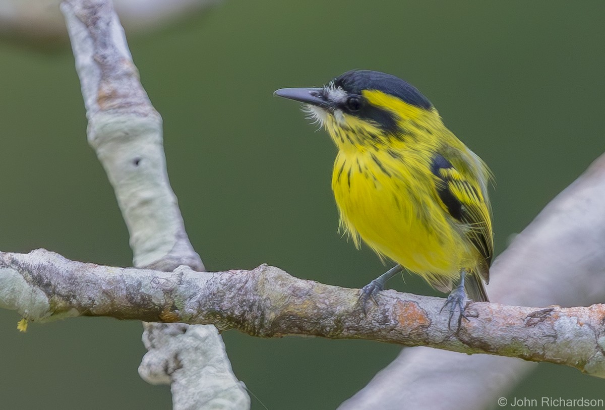 Yellow-browed Tody-Flycatcher - John Richardson