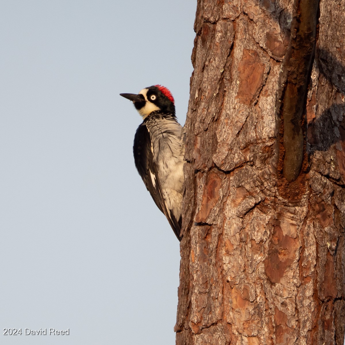 Acorn Woodpecker - ML620640056