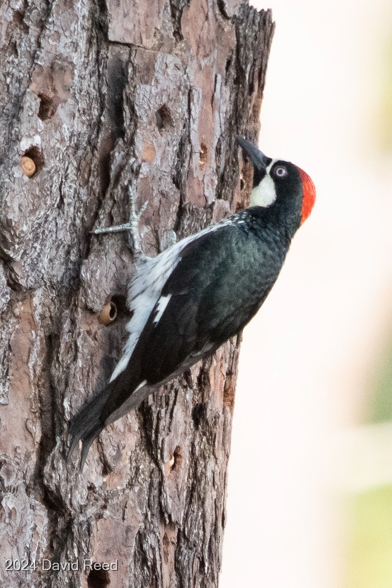 Acorn Woodpecker - ML620640057