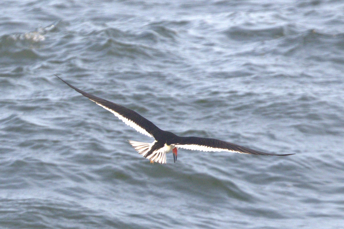 Black Skimmer - ML620640061