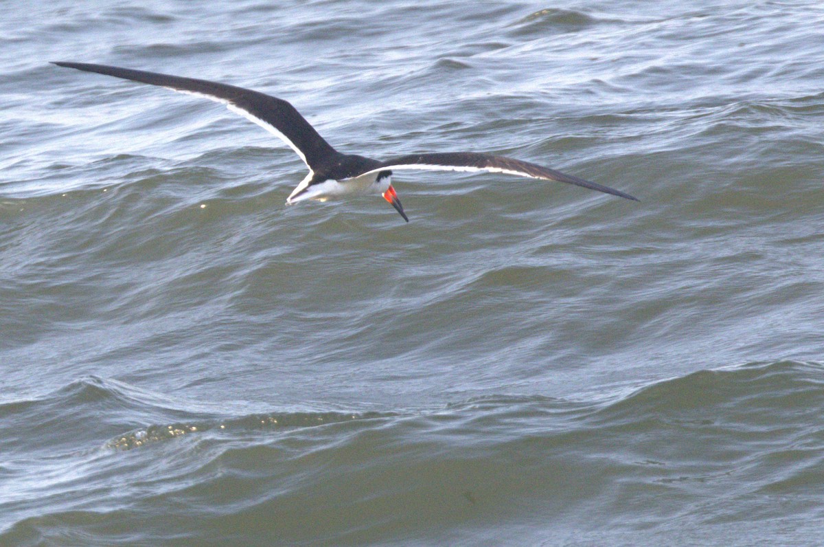 Black Skimmer - ML620640063