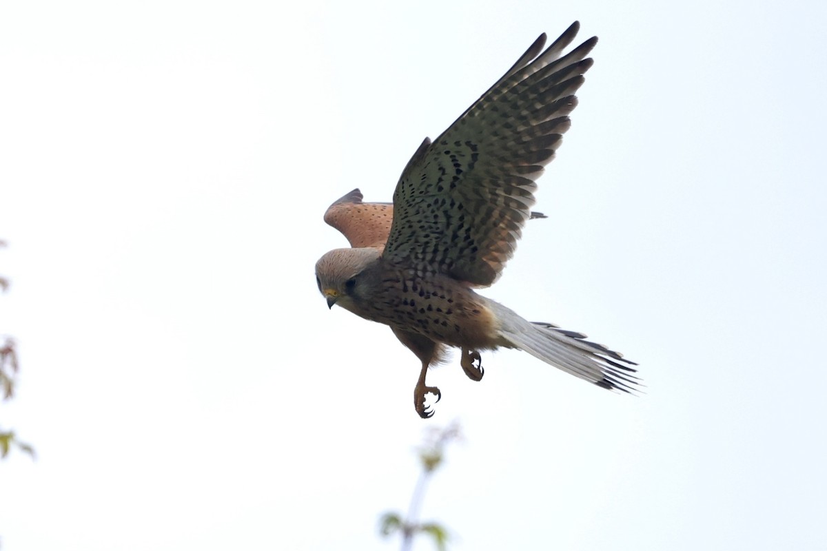 Eurasian Kestrel - ML620640069