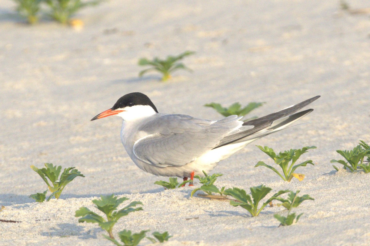 Common Tern - ML620640071