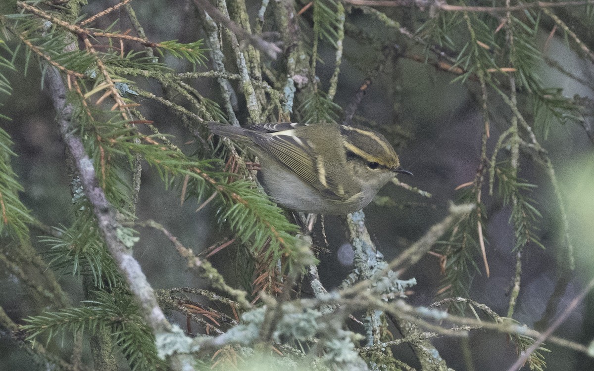 Pallas's Leaf Warbler - ML620640075