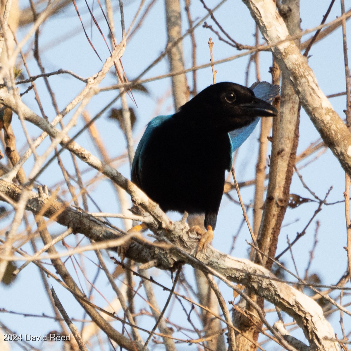 Yucatan Jay - ML620640078