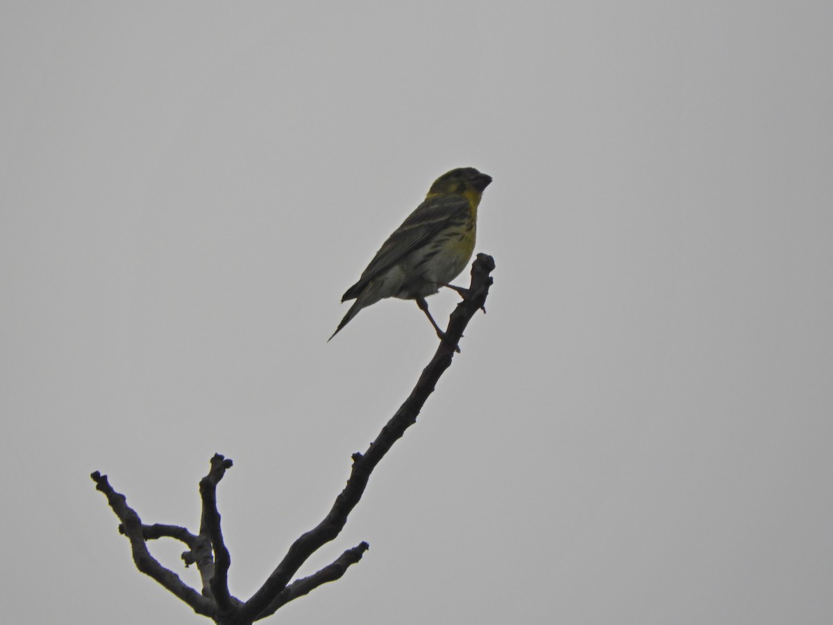 European Serin - ML620640080