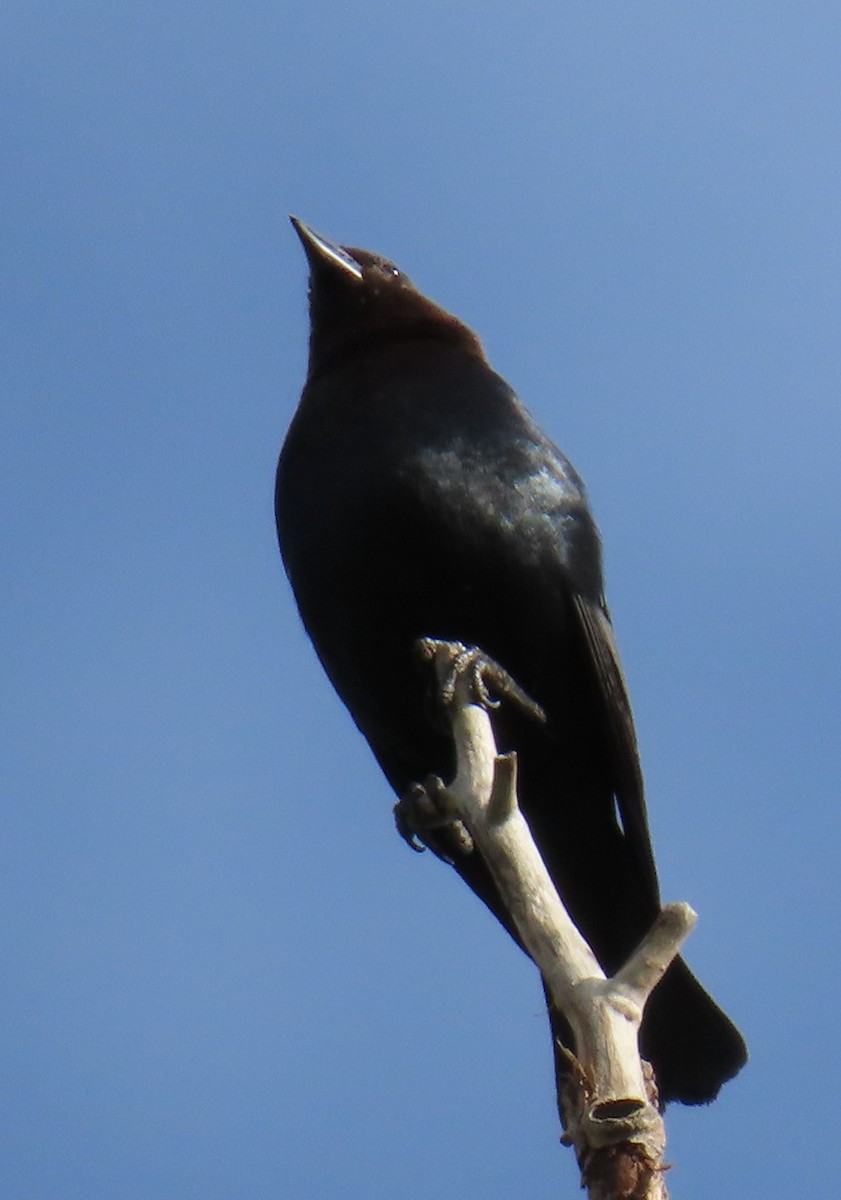 Tordo Cabecipardo - ML620640081