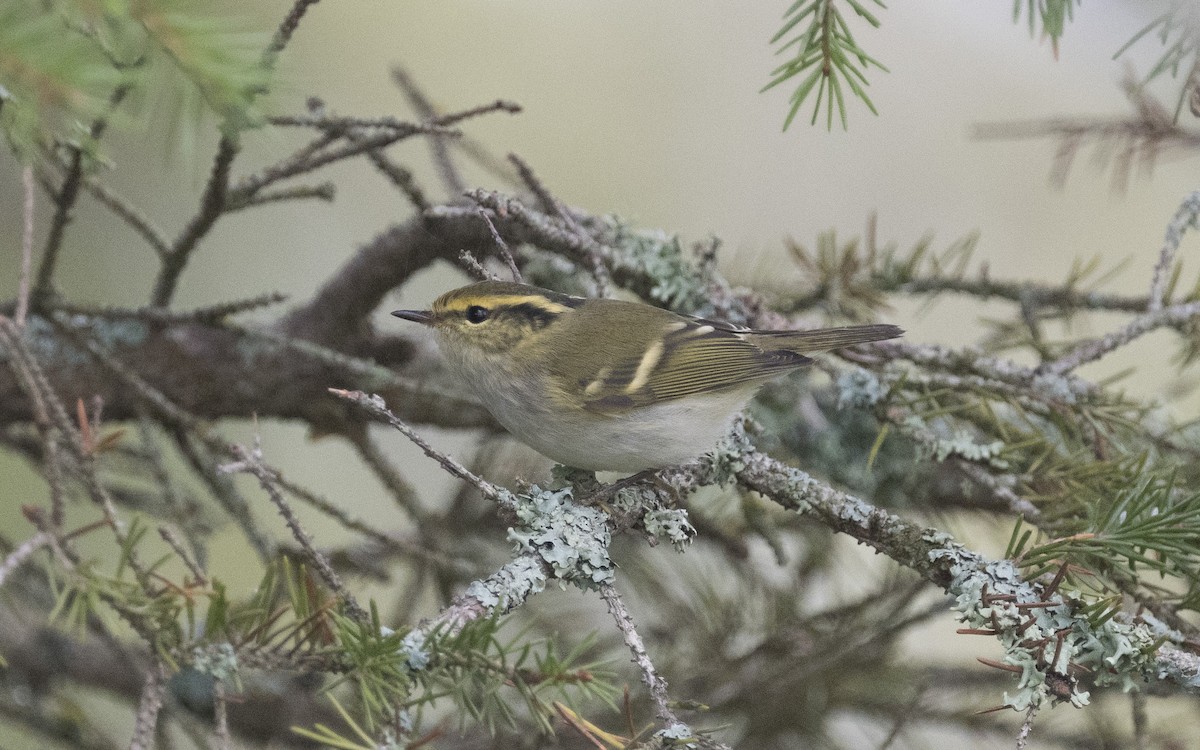 Pallas's Leaf Warbler - ML620640082