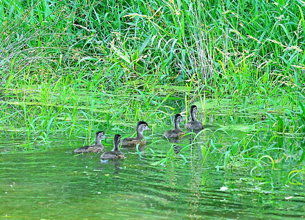 Wood Duck - ML620640083