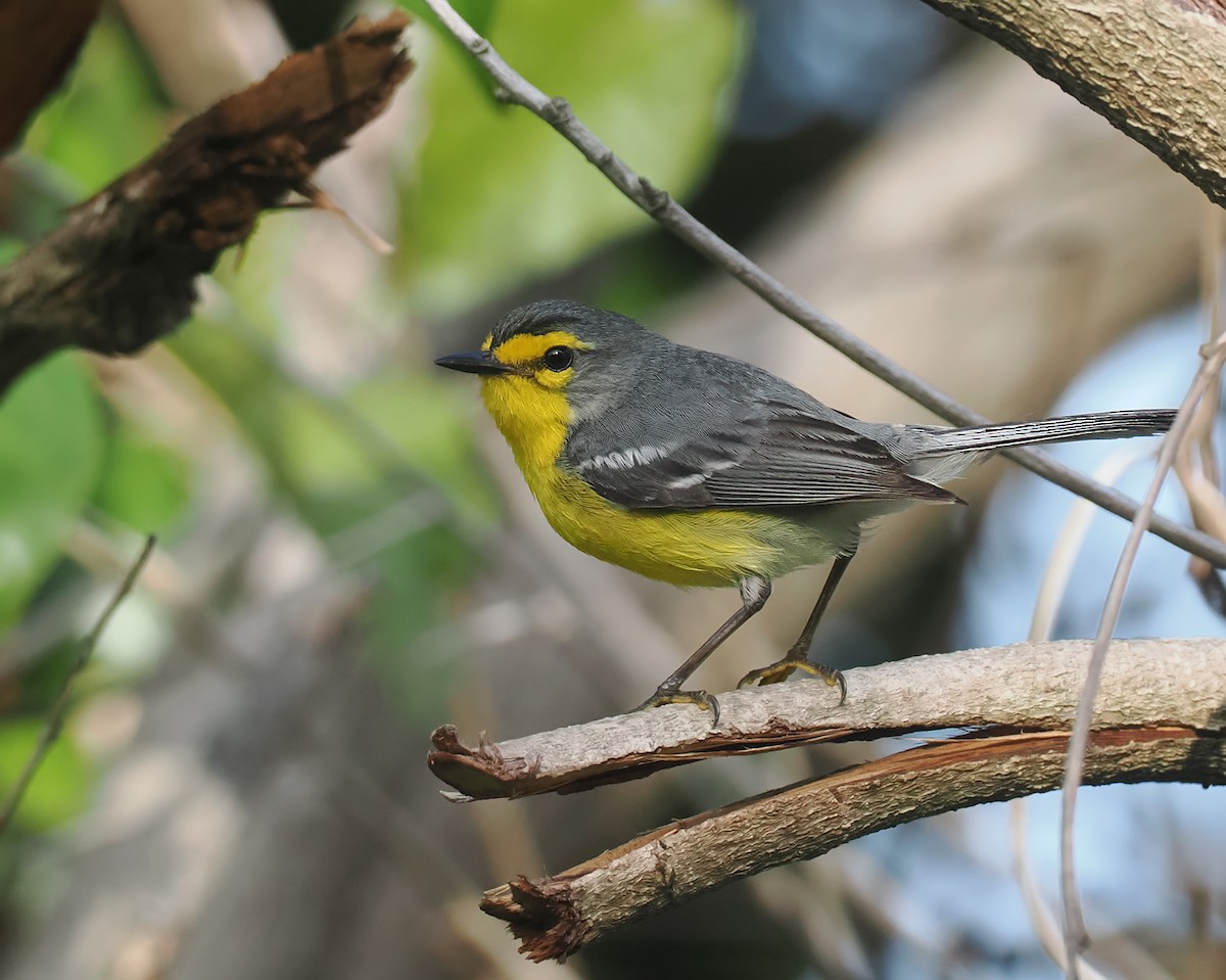 St. Lucia Warbler - Andrew Whitehouse