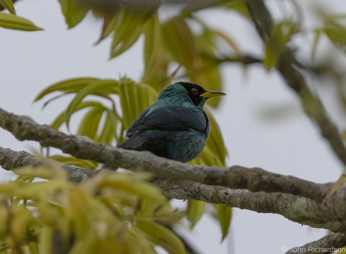 Green Honeycreeper - ML620640096