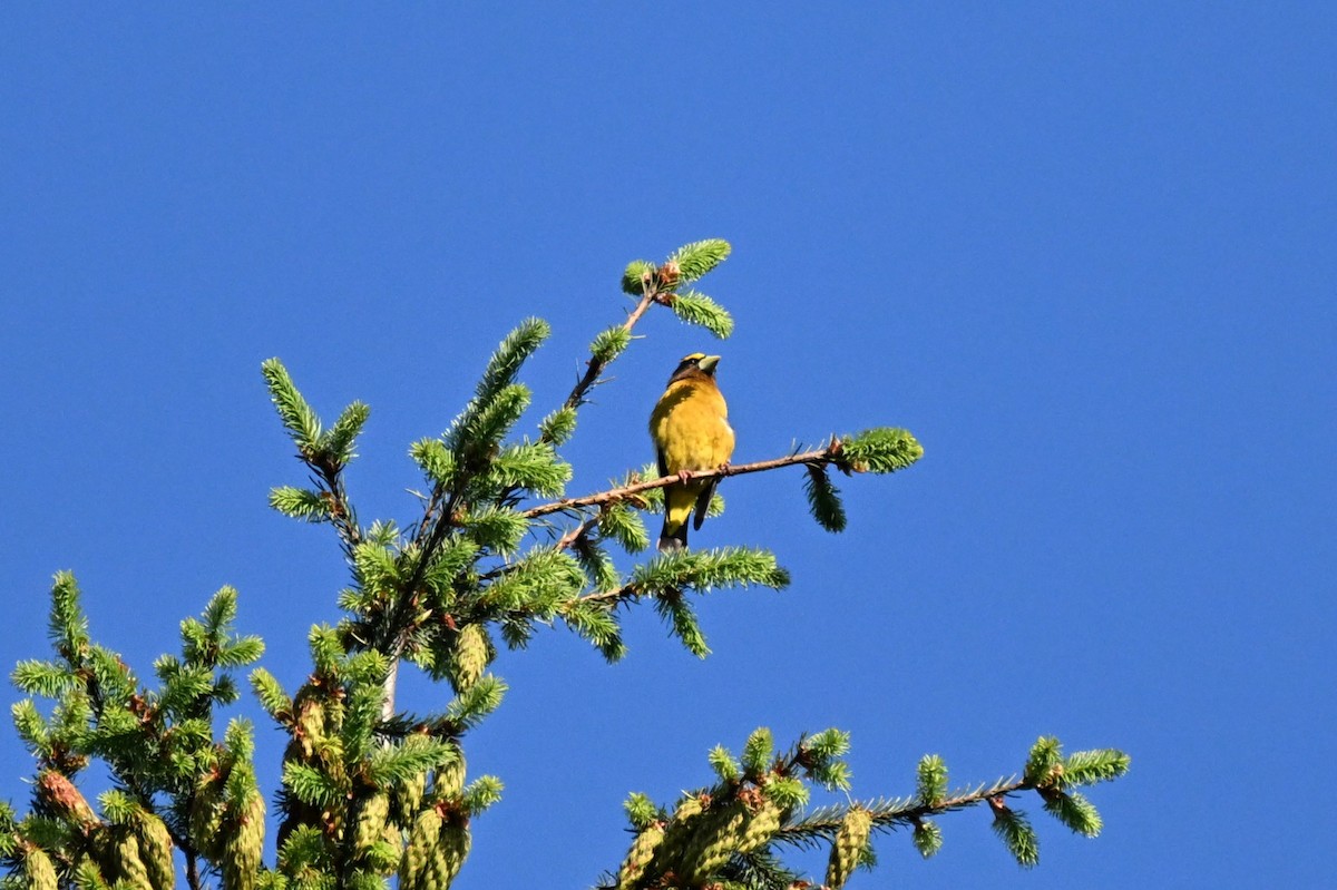 Evening Grosbeak (type 1) - ML620640097